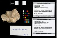 Foto (Objekt + Etikett) von Longodromites angustus (Reuss 1858)  (NHMW-GEO-1990-0041-4381)
